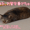 100406-【猫アニメ】のだめセットにゃ♪