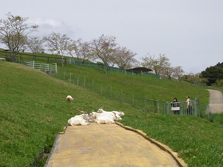 RIMG0522