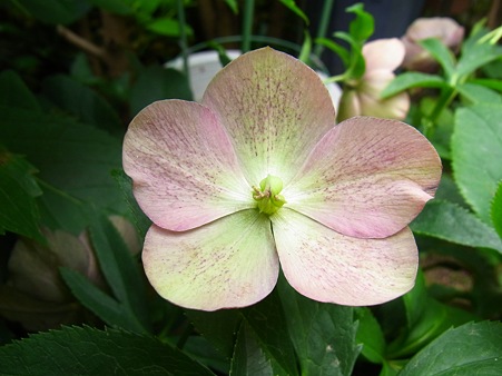 庭の花