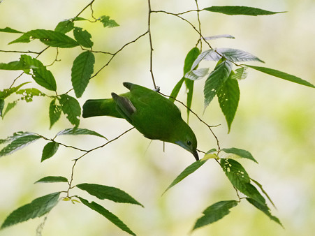 アカハラコノハドリ(Orange_bellied Leafbird) P1200021_R