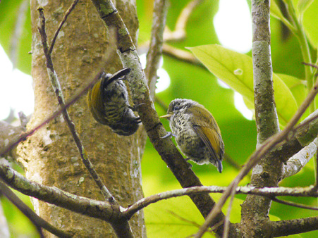 アジアヒメキツツキ(Speckled Piculet) P1070276_R