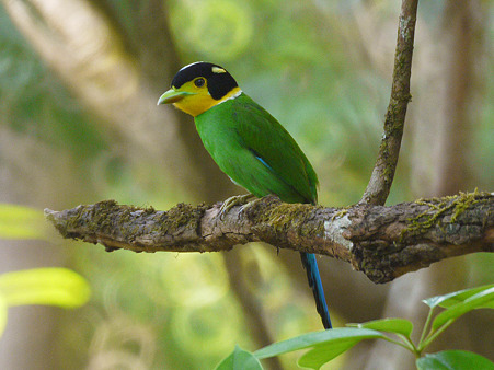 オナガヒロハシ(Long-tailed Broadbill) P1070596_R