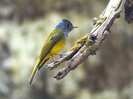 ハイムネヒタキ(Grey-headed Canary Flycatcher) P1090656_R2