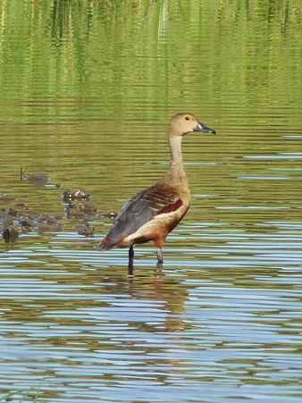 リュウキュウガモ(Lesser Whistling-duck) P1140897_R2