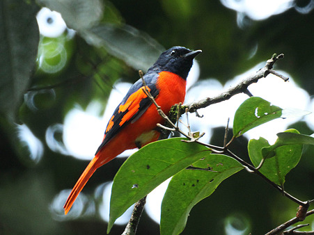 ヒイロサンショウクイ♂(Scarlet Minivet_male)IMG_3805_R