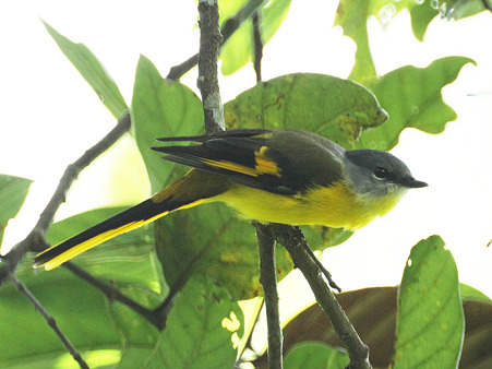 ヒイロサンショウクイ(♀)Scarlet Minivet(female) IMG_3831_R