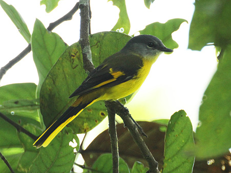 ヒイロサンショウクイ(♀)Scarlet Minivet(female) IMG_3821_R