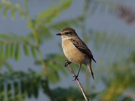 ノビタキ(Common Stonechat) P1210361_R