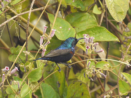 ムラサキタイヨウチョウ(Purple Sunbird) P1220667_R
