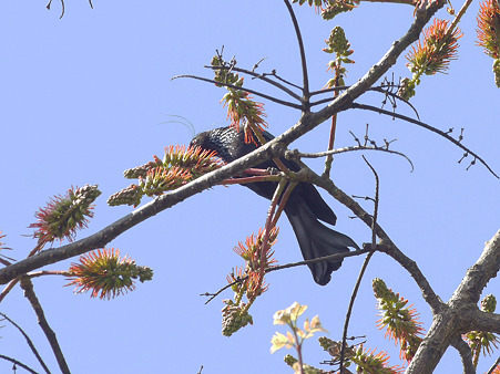 テリオウチュウ(Spangled Drongo) P1230225_R2