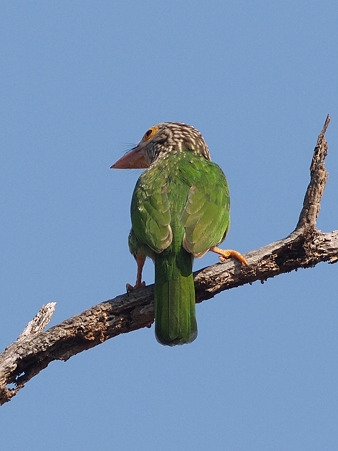 シロボシオオゴシキドリ(Lineated Barbet) O1003684_R