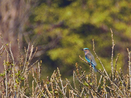 インドブッポウソウ(Indian Roller) P1040975_R