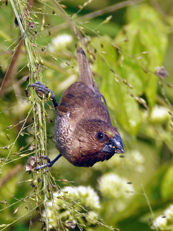 シマキンバラ(Scaly-breasted Munia) P1270530_R3