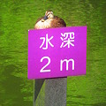 水深２mの鴨さん