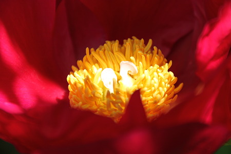Flower2