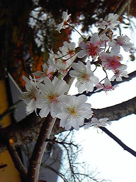 箱根強羅公園なう 十月桜が 写真共有サイト フォト蔵