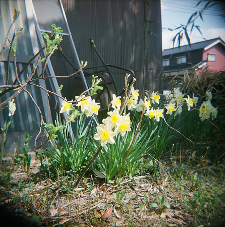 Flower04162011holga_fuji_pro400h