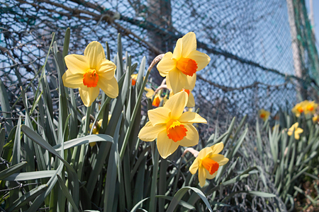 Narcissus04212011dp1