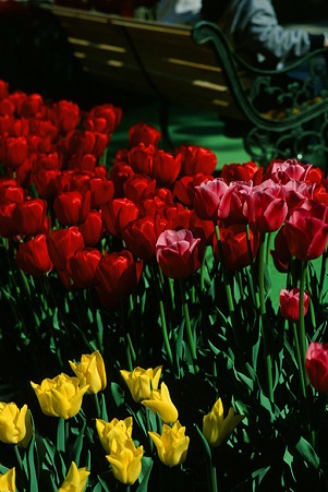 CONTAX159MM_FUJI_Velvia50_05052011-02