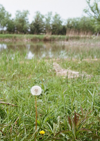 Dandelion_OLYMPUS_PEN_FT_Kodak_PORTRA160NC_05092011-02
