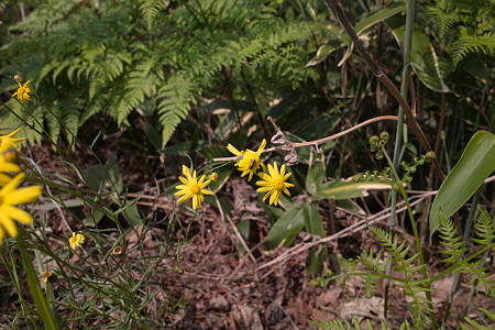flowers05162011dp1-01