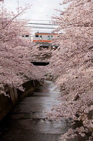 神田川の桜