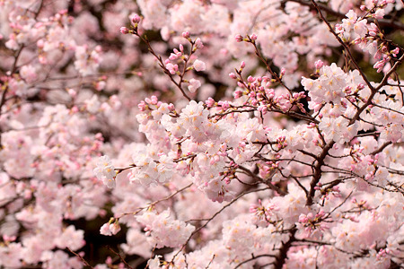 輝く桜