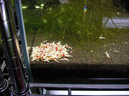 1軍水槽 2010 07/24 003