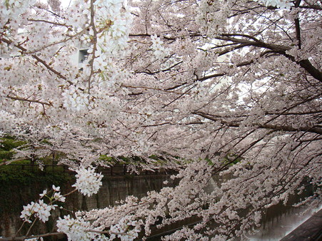 桜@2010_中目黒
