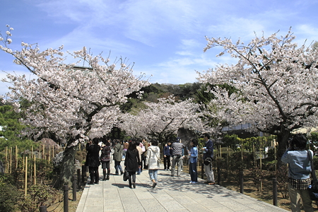 建長寺の桜