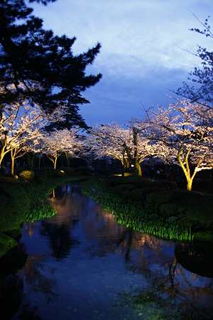 兼六園　花見橋から　桜　ライトアップ(1)