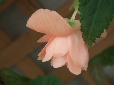 DSCF0383