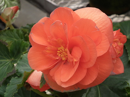 DSCF0415