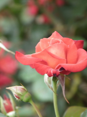 DSCF0295