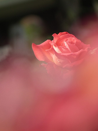 DSCF0360