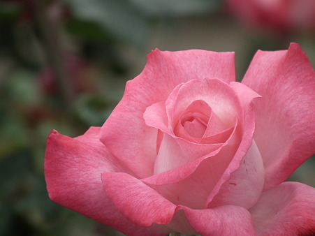 DSCF0638