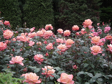 DSCF0669