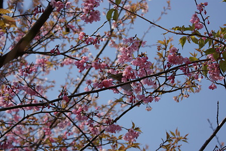 河津桜にメジロ