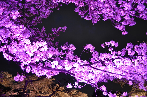 Photos: 虹色にひかる桜