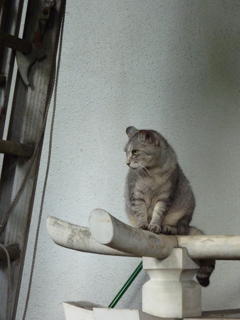 皆中稲荷神社の猫 1 写真共有サイト フォト蔵