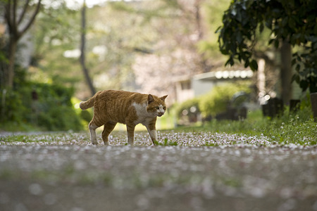 neko090411018
