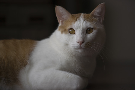 nekosuke090412002