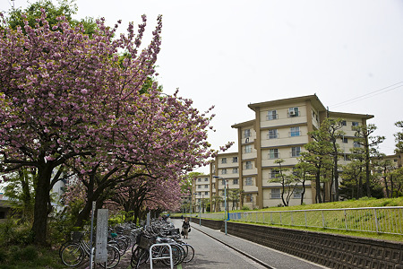 akabanedai090418007
