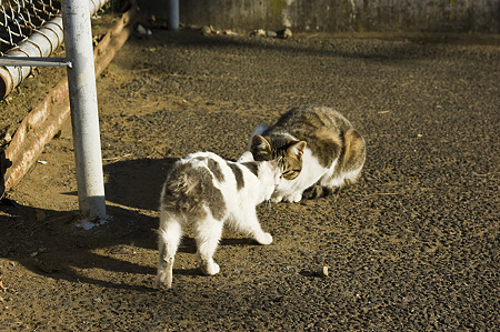 neko091229037