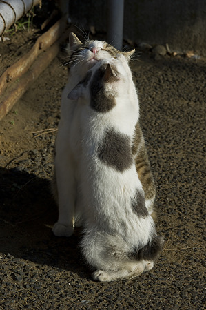 neko091229050