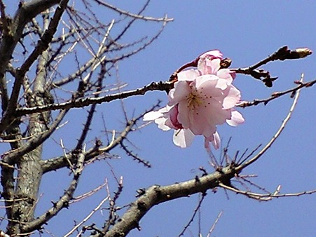 開花♪