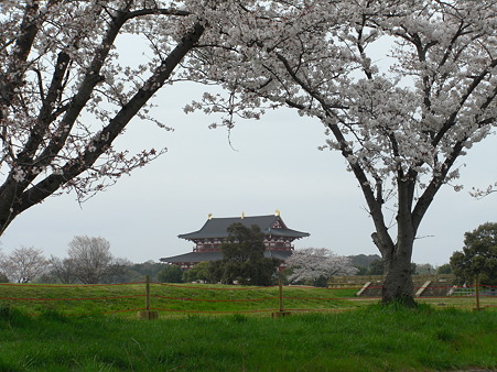 平城宮桜