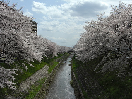 佐保川の桜(1)