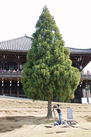 良弁杉