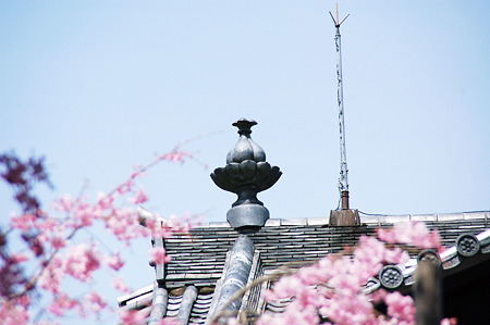 2010年04月04日_D奈良国立博物館仏教美術資料研究センターSC_1287